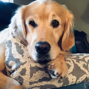 Meet your Posher, Donna